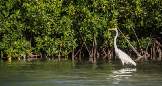 Lac Bay Bonaire