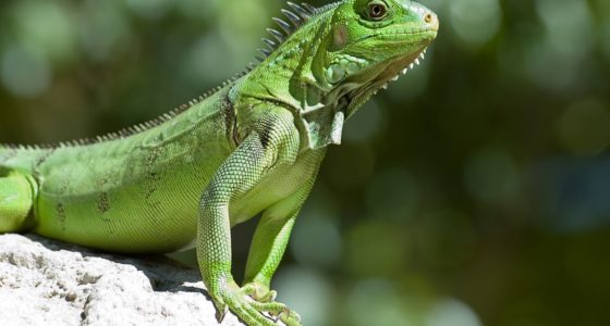 Zoo Parke Tropikal Curaçao
